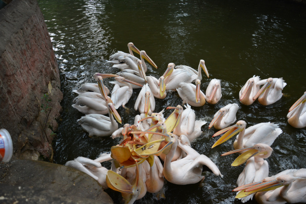 Зоопарк Каира Зоопарк Каира