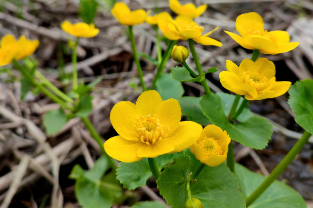 Первоцветы парка -калужницы Первоцветы парка -калужницы