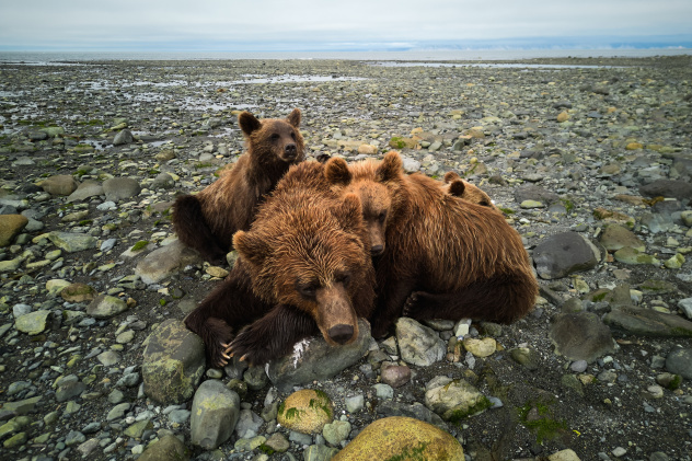 Медвежьи нежности
