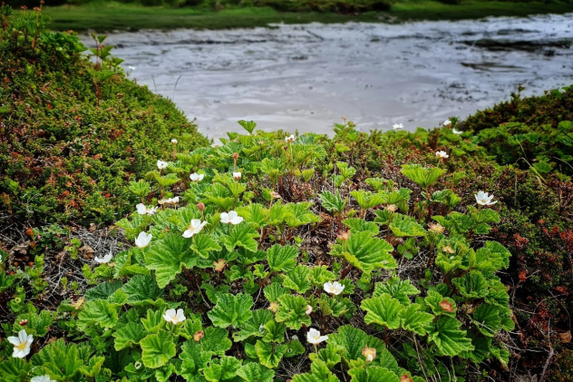 Цветущая тундра. Морошка