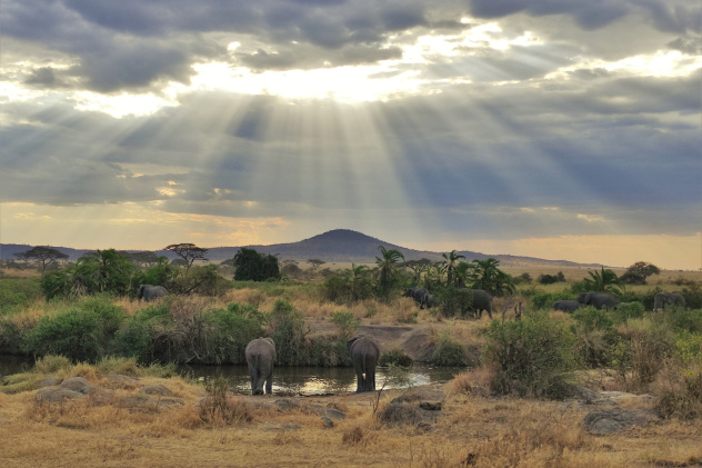 Слоны на водопое в Серенгети, Танзания