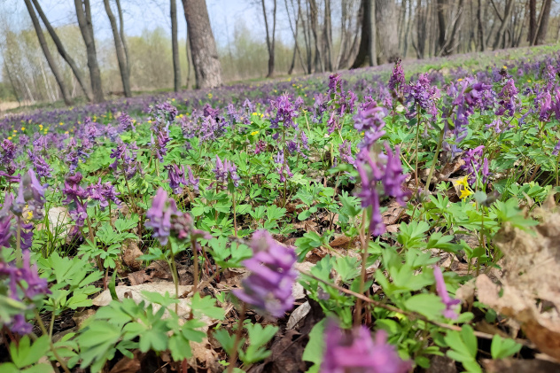 Куртины хохлатки Куртины хохлатки