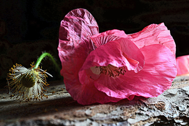 Маки, маки...