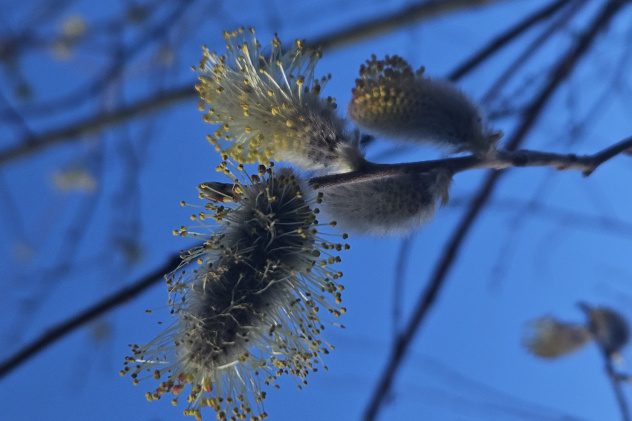 МК_РГО_"Олёкма" МК_РГО_"Олёкма"