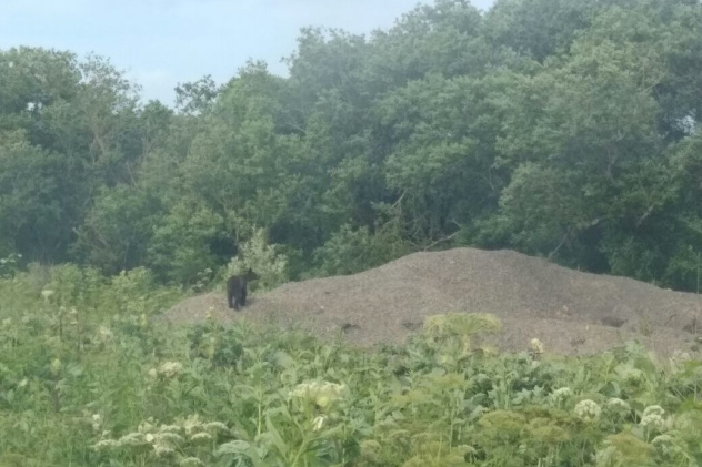 Анна Батмазова