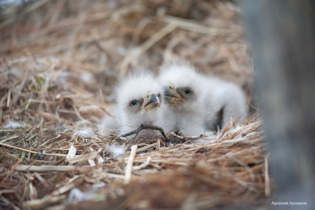 Арсений Арлюков Арсений Арлюков