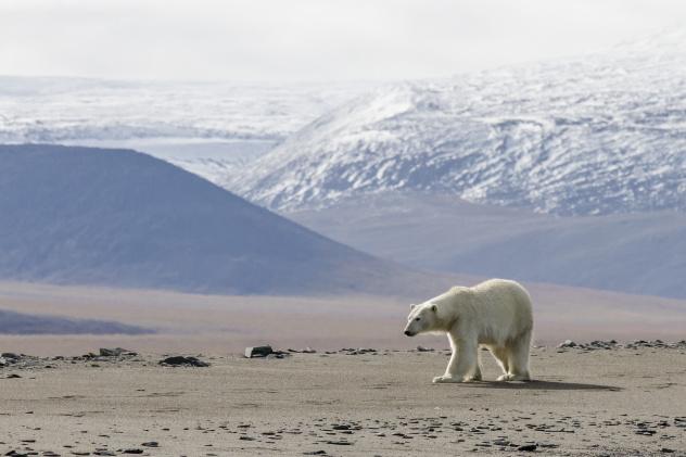 Белый медведь Белый медведь