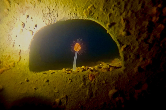 Максим Миронов