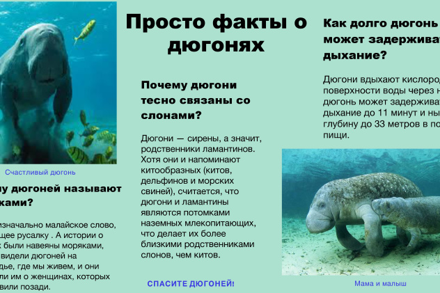 Дюгони. Уникальные обитатели нашей планеты