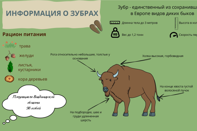 Зубр - символ Мещерской низменности Владимирской области