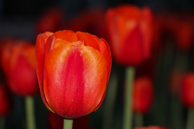 Карина Верхошапова, участница фотоконкурса РГО "Самая красивая страна"