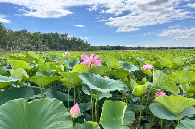 Лотосовое озеро