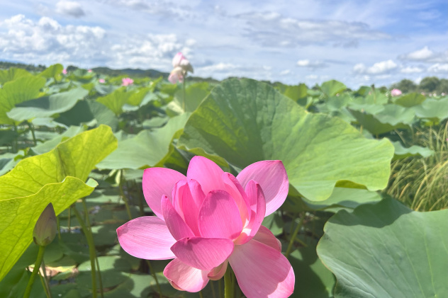 Лотос Комарова