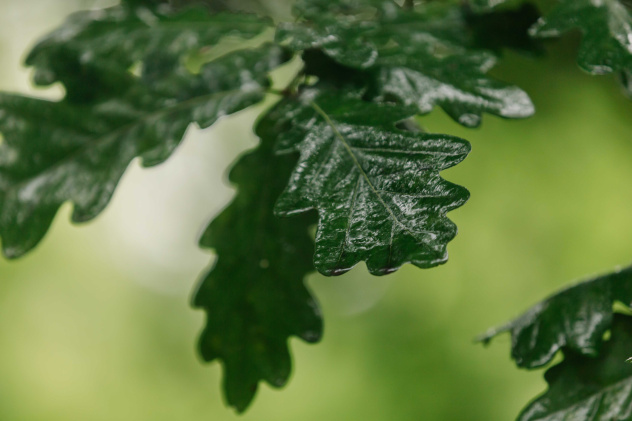 Ксения Гасица Ксения Гасица