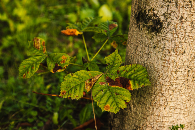 Под прицел моли попадают даже небольшие молодые листья Под прицел моли попадают даже небольшие молодые листья