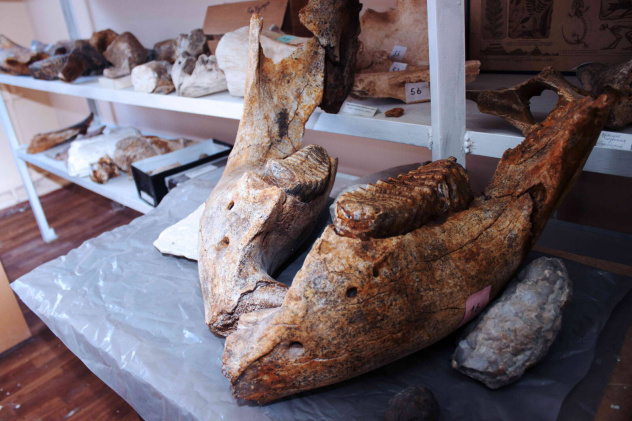 Челюсть трогонтериевого слона в музее ПГУ