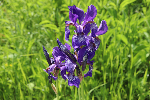 Касатик сибирский Касатик сибирский