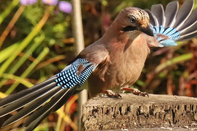 Светлана Кислицына, участница фотоконкурса РГО "Самая красивая страна"