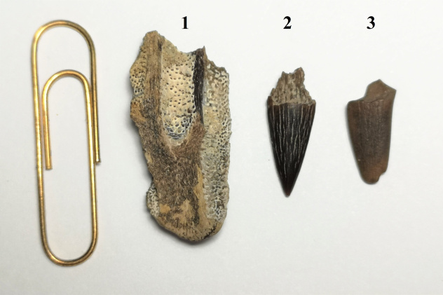  Палеонтологические находки Алисы Козловой и Ольги Давыдовой: 1 - фрагмент челюстного аппарата химеры, древней родственницы акул, 2 и 3 - обломки зубов морских ящеров