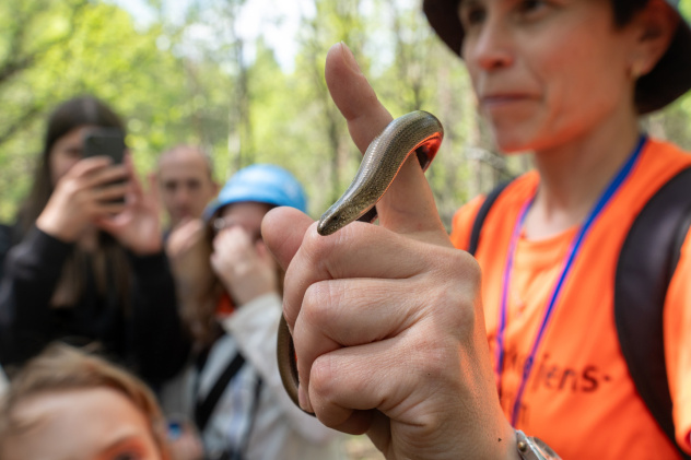 Как Молодёжный клуб РГО псевдозмею ловил!