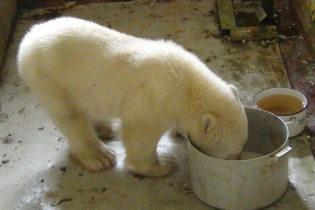 Спасённый медвежонок Спасённый медвежонок