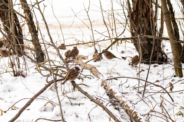 Лесные воробьи в лесном парке "Дружба" Лесные воробьи в лесном парке "Дружба"