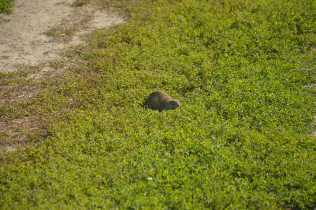 Елена Голощапова Елена Голощапова