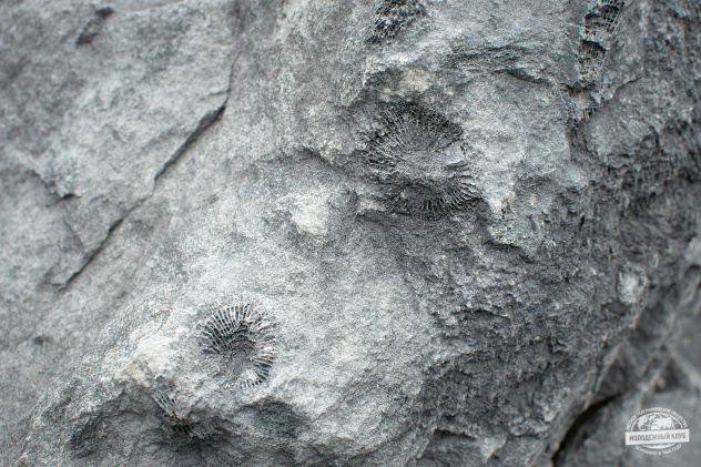 Догадаетесь, чьи отпечатки?