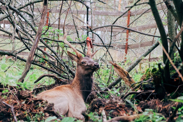 Сергей Мамцев