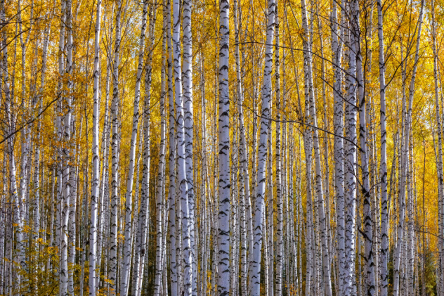 Рефат Мамутов