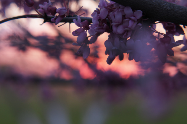 Фотопроект "И снова весна на Кубани"