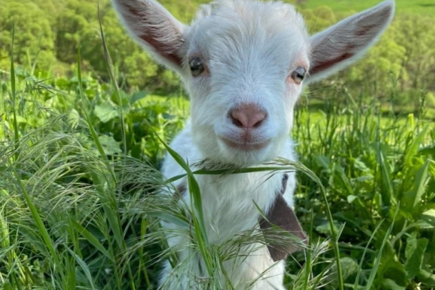 «Летние каникулы» «Летние каникулы»