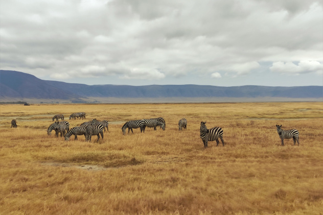 Зебры в кратере Нгоронгоро, Танзания