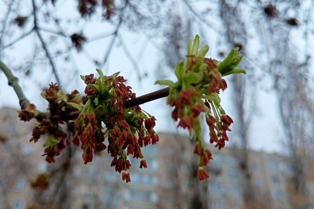 Сережки