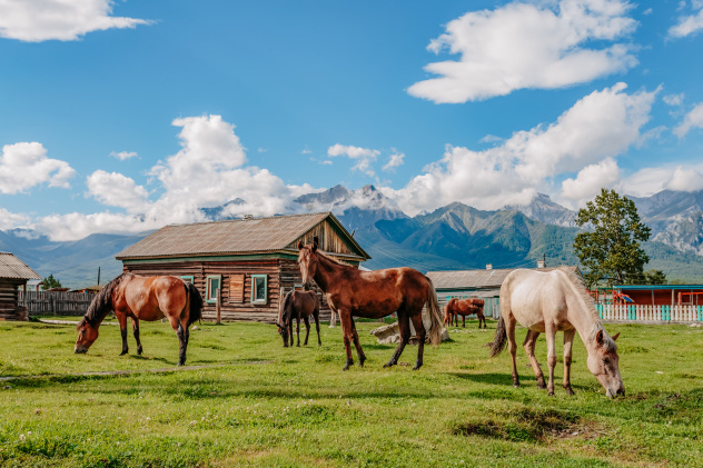 Ксения Гасица
