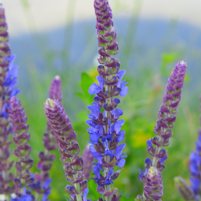 Собер-Баш Собер-Баш