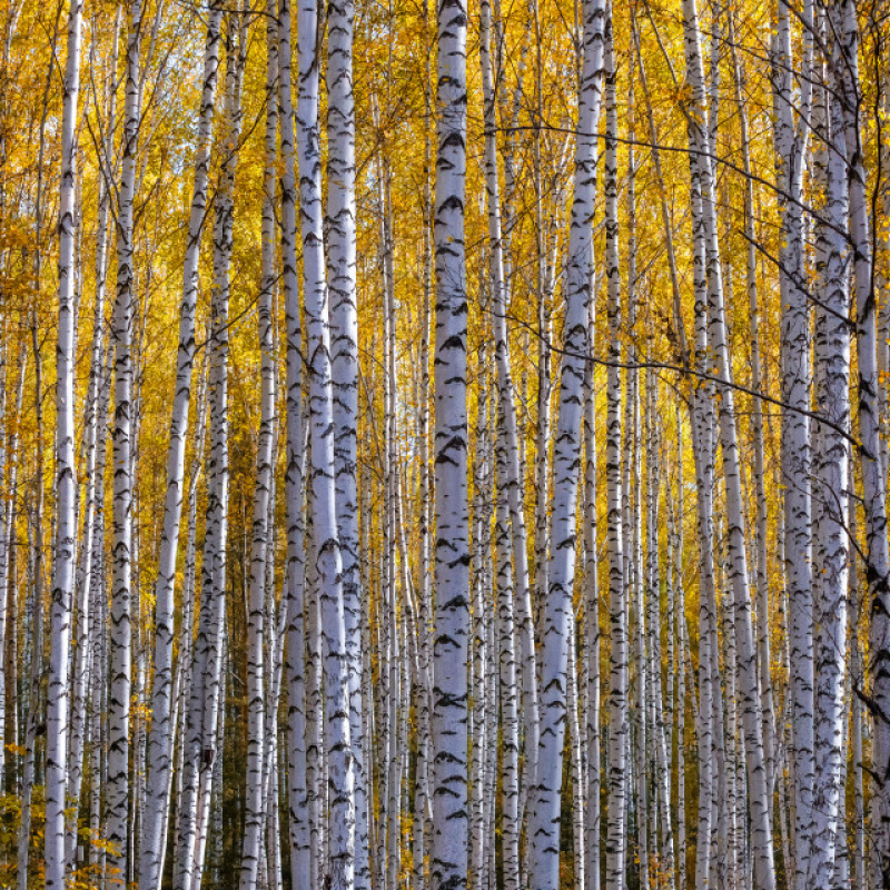 Рефат Мамутов