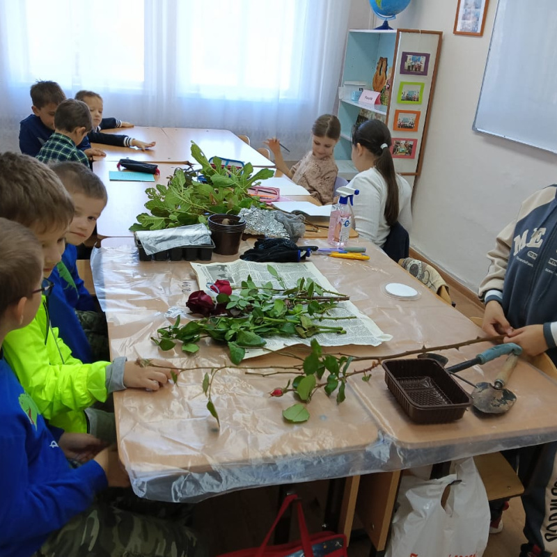 Черенкование роз Черенкование роз