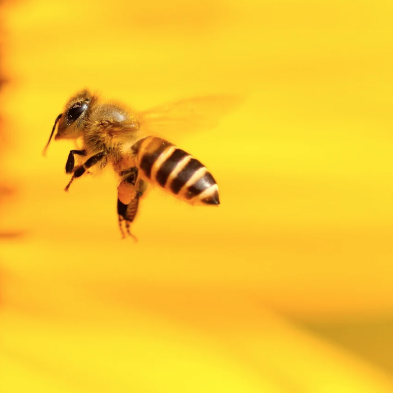 Фото: pixabay.com Фото: pixabay.com