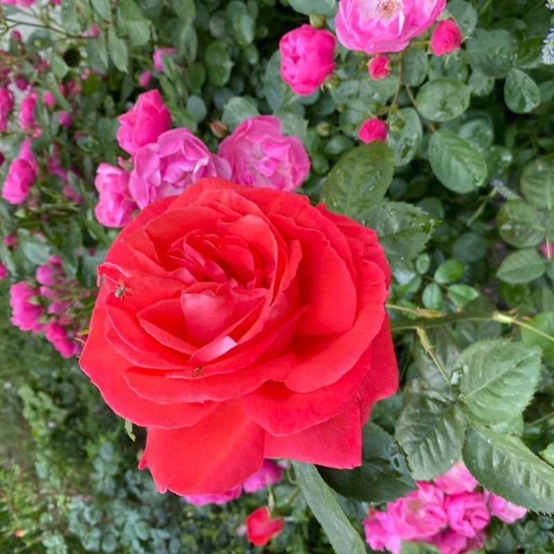 Новороссийский Молодежный клуб РГО