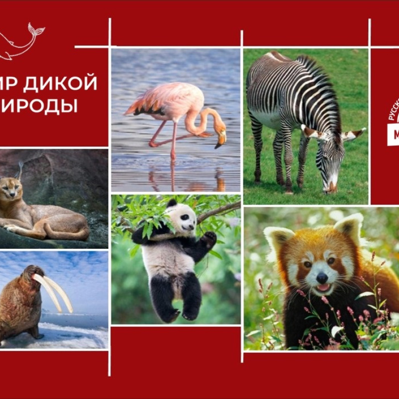 II Международный конкурс "Мир дикой природы"