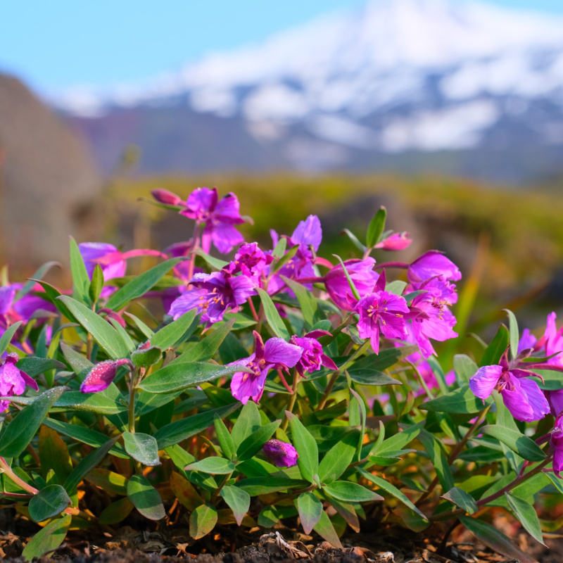 Антон Тананыкин, участник фотоконкурса РГО "Самая красивая страна"