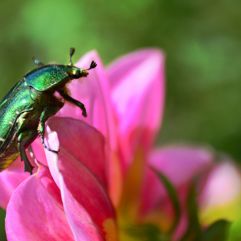 Ольга Акимова 
