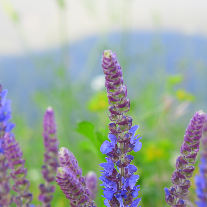 Цветущий Собер