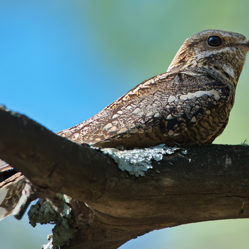 Михайлюк Дмитрий, участник фотоконкурса РГО "Самая красивая страна"
