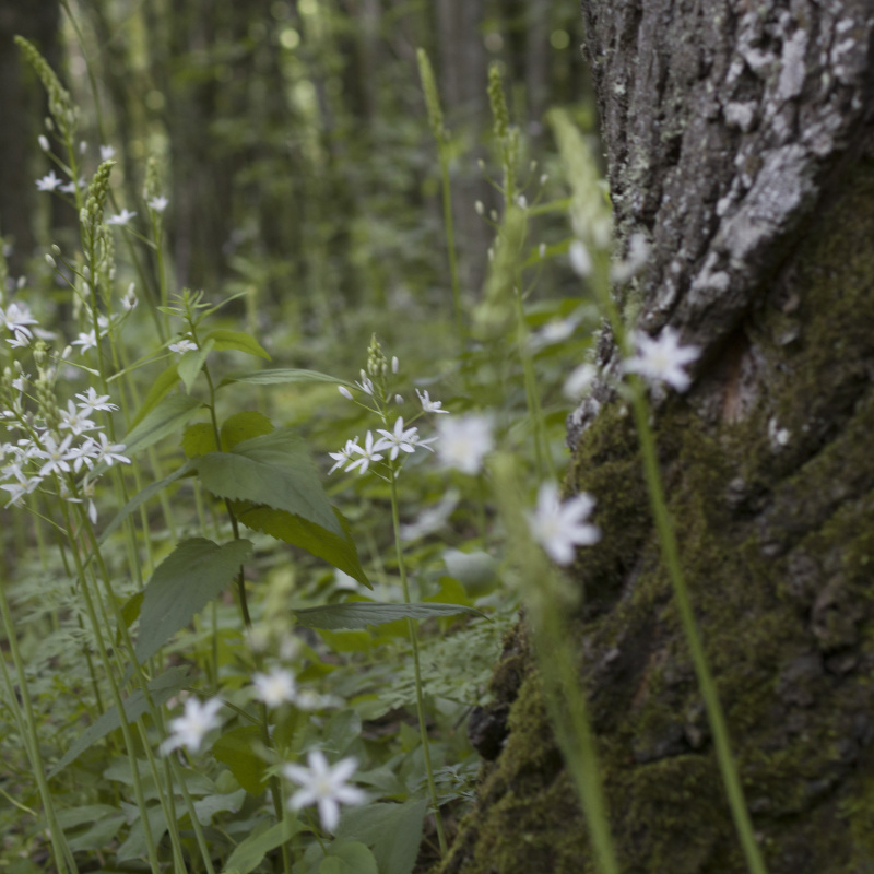 Любка двулистная на склоне горы Собер-Баш Любка двулистная на склоне горы Собер-Баш