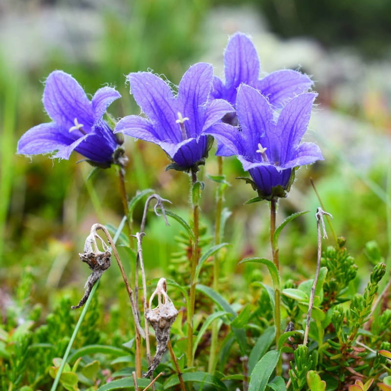 "Горные колокольчики" "Горные колокольчики"