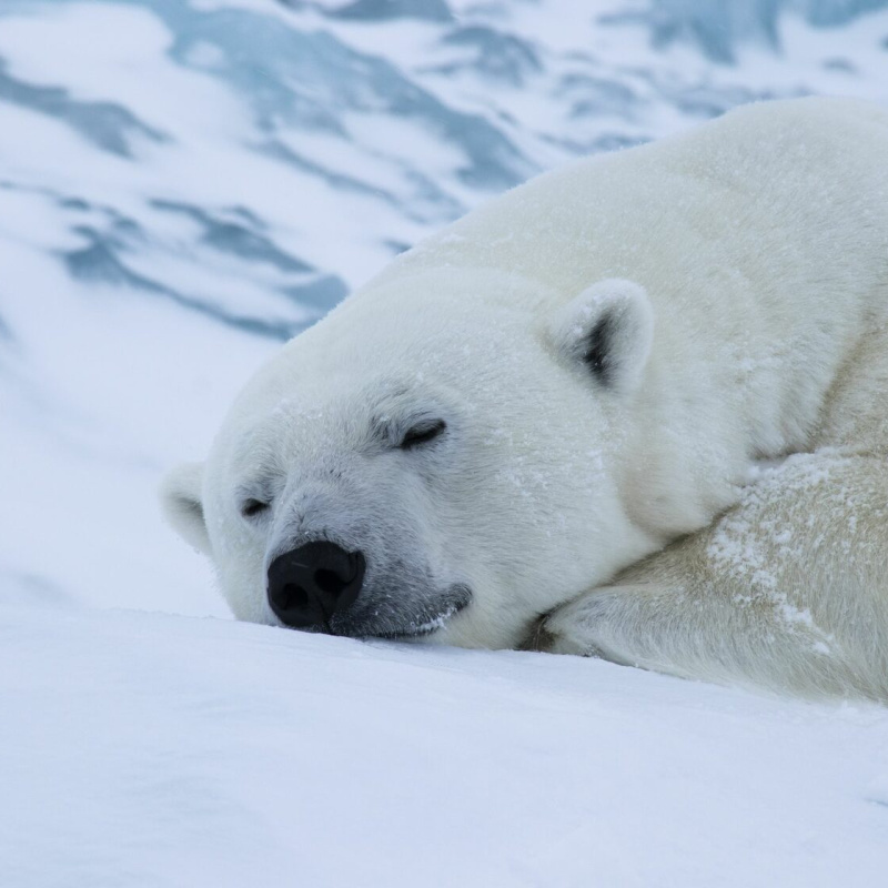Кадр из фильма "Я - белый медведь" Кадр из фильма "Я - белый медведь"