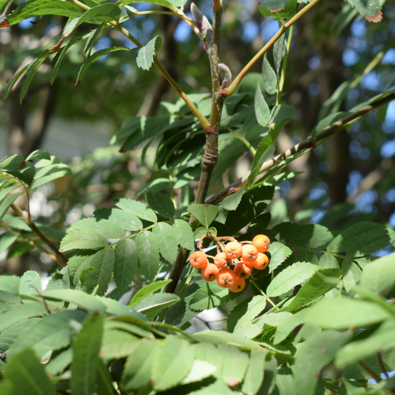 Курс "Познаем природу вместе. 2.0" Курс "Познаем природу вместе. 2.0"