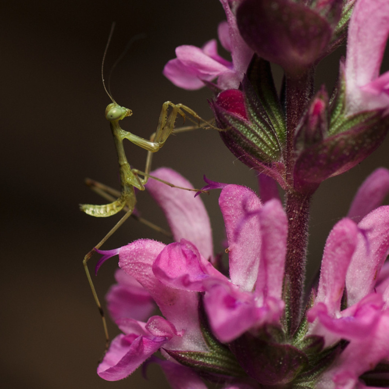 Анжелика Тараненко, участница фотоконкурса РГО "Самая красивая страна"